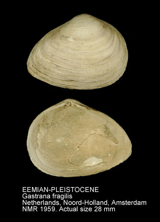 EEMIAN-PLEISTOCENE Gastrana fragilis.jpg - EEMIAN-PLEISTOCENE Gastrana fragilis (Linnaeus,1758)